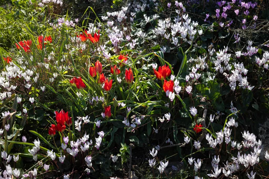 Wildflower Mosaic