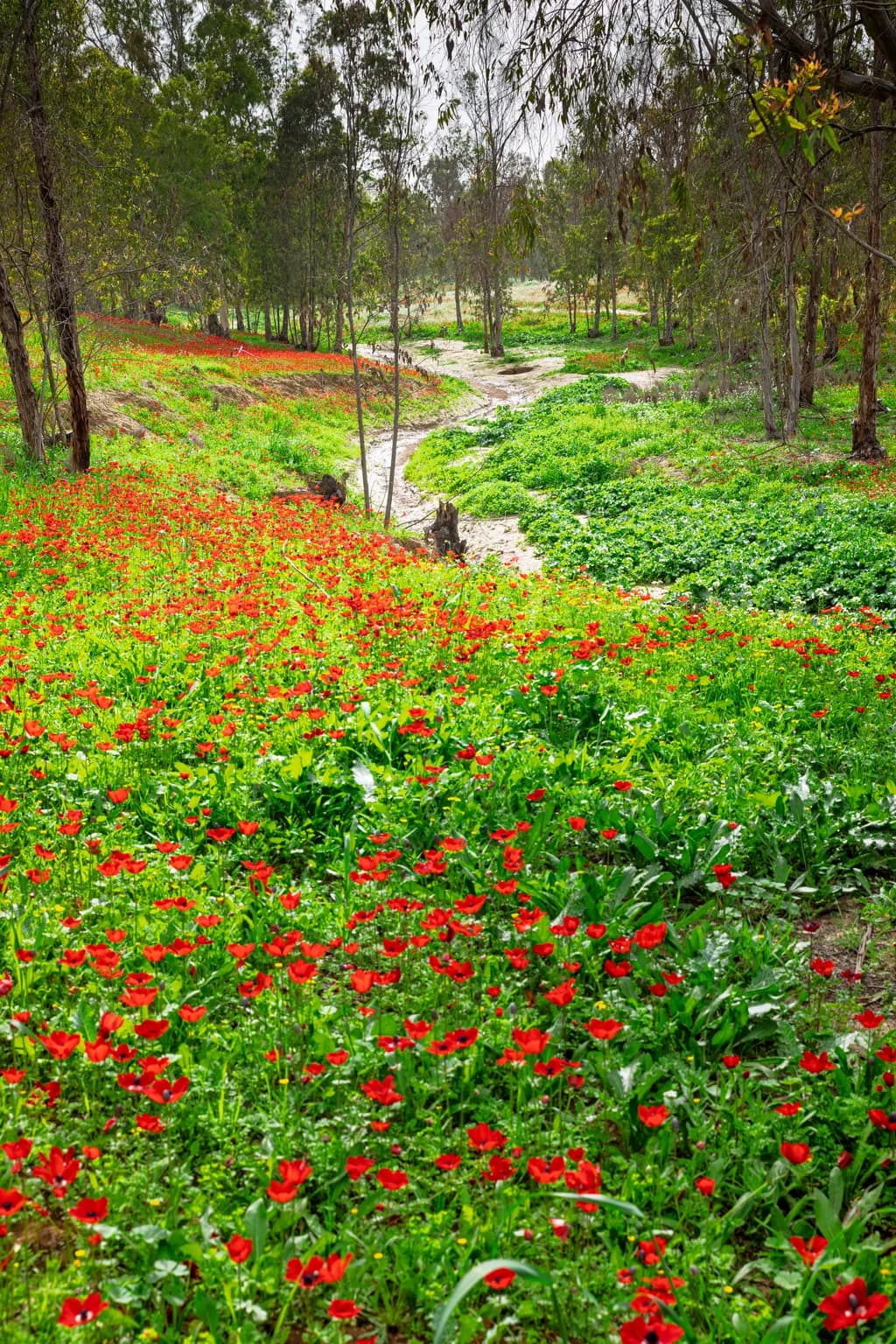 Meadow Trail Blossoms