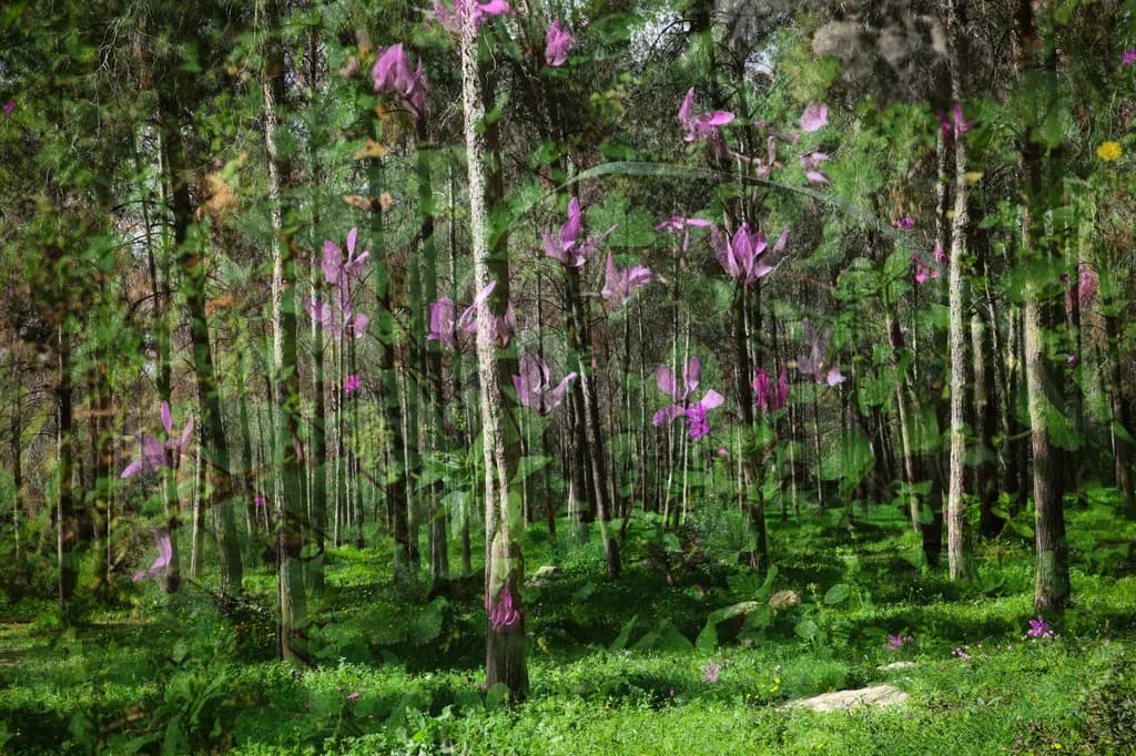 Forest Bloom Layers