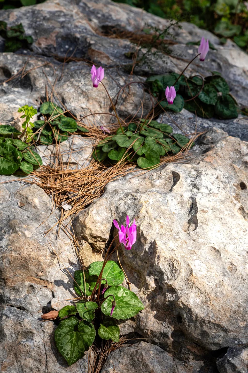 Cyclamen Resilience
