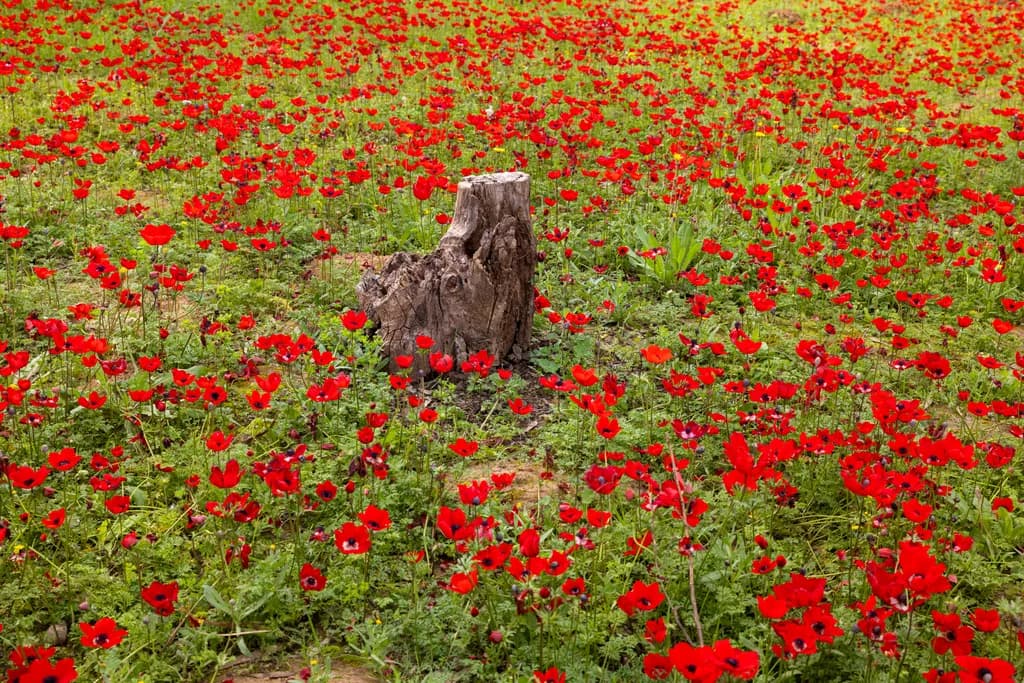 Poppy Hearth