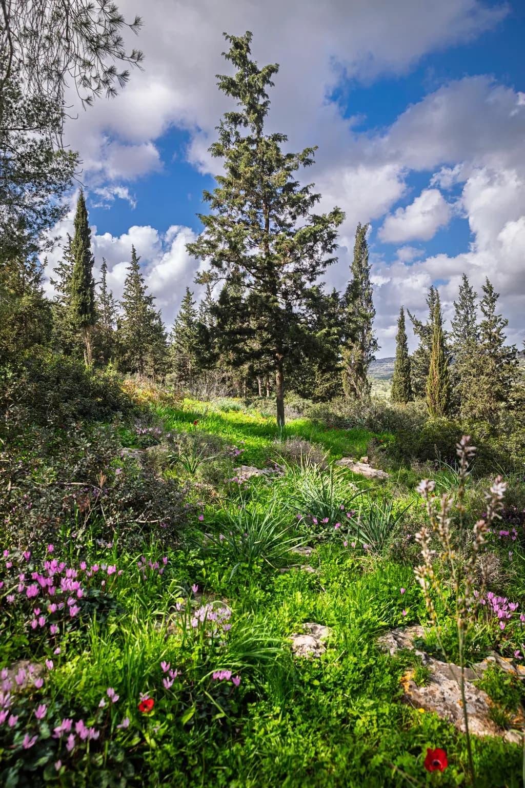 Evergreen Meadow