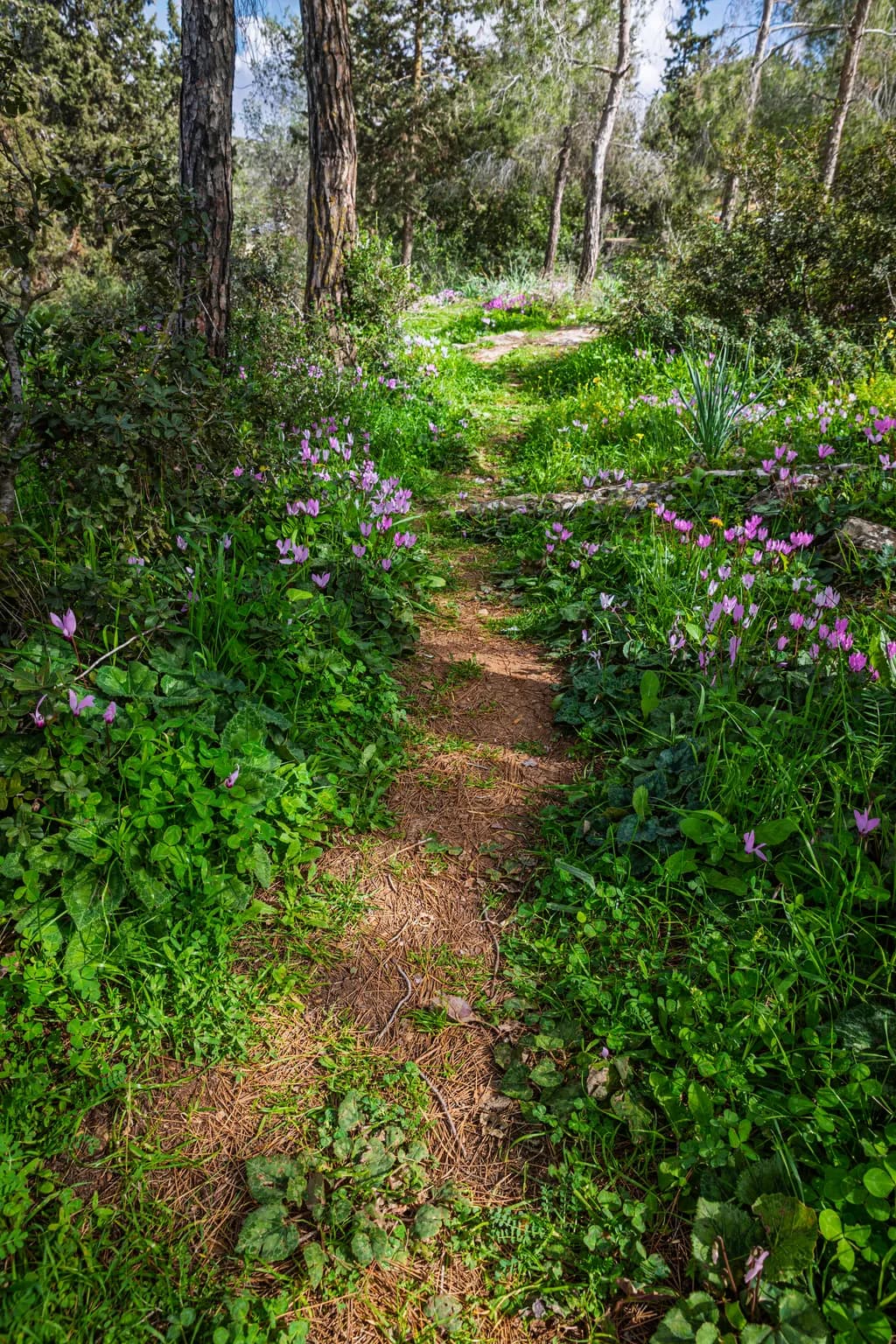 Forest Blossom Trail