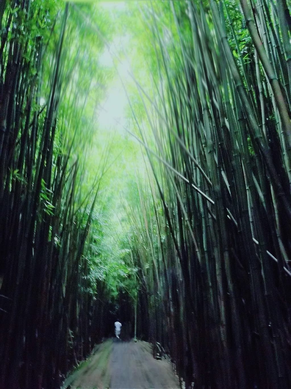 Into the Bamboo