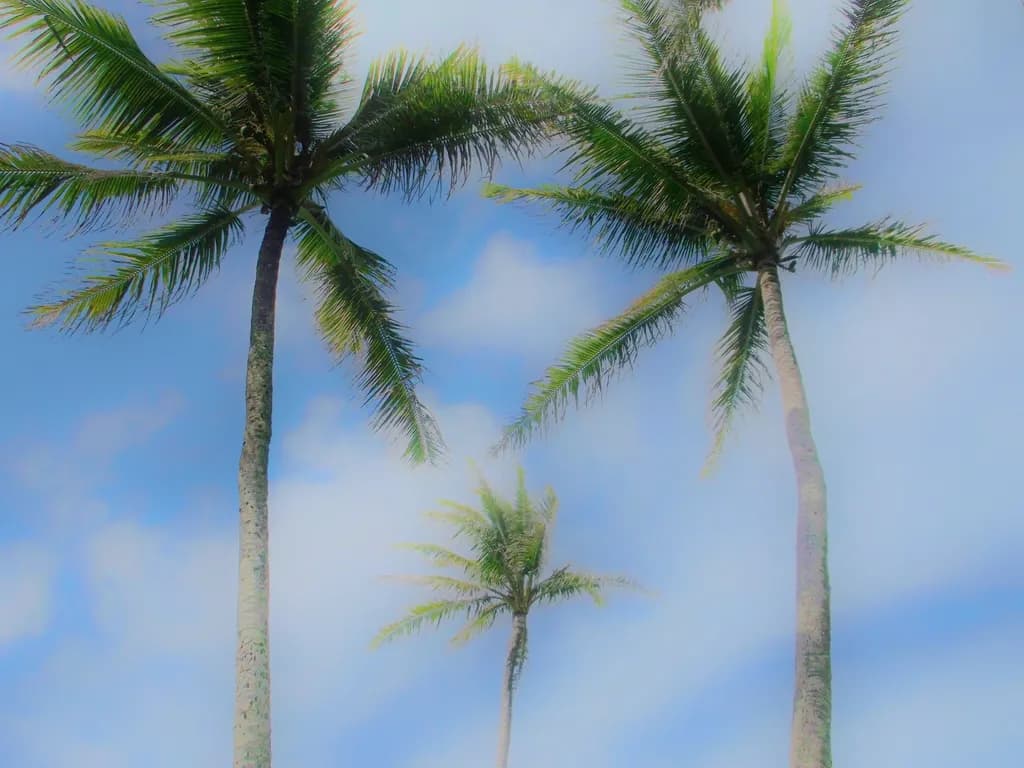 Coconut Tree Family