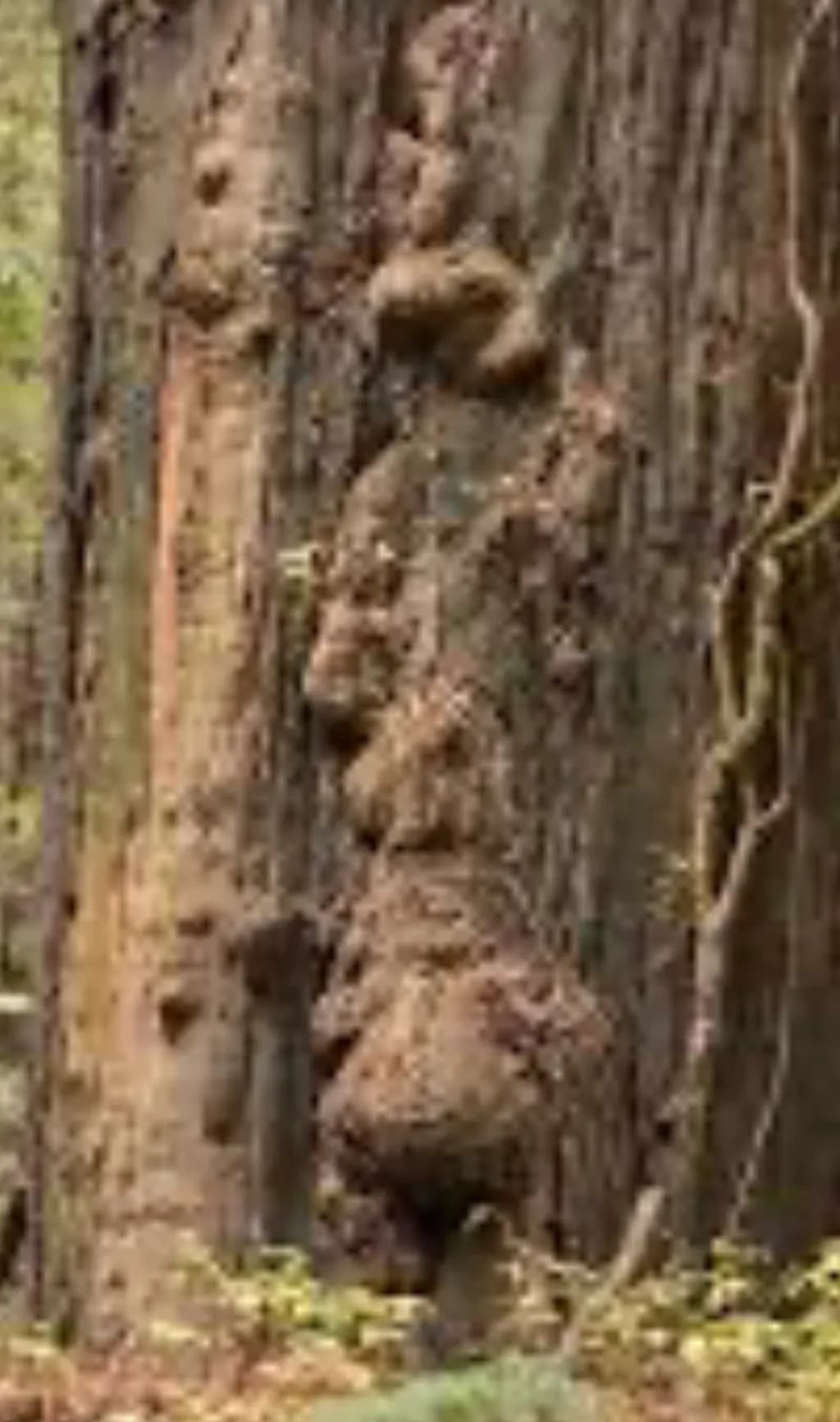 Burl Sculpture