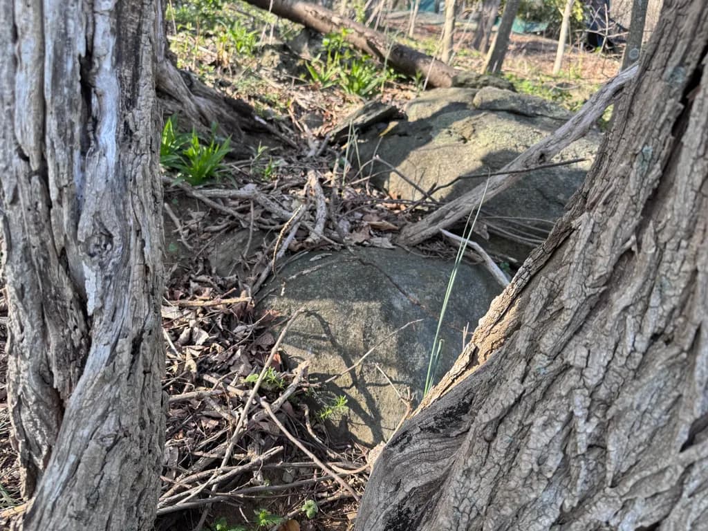 Forest Floor Texture