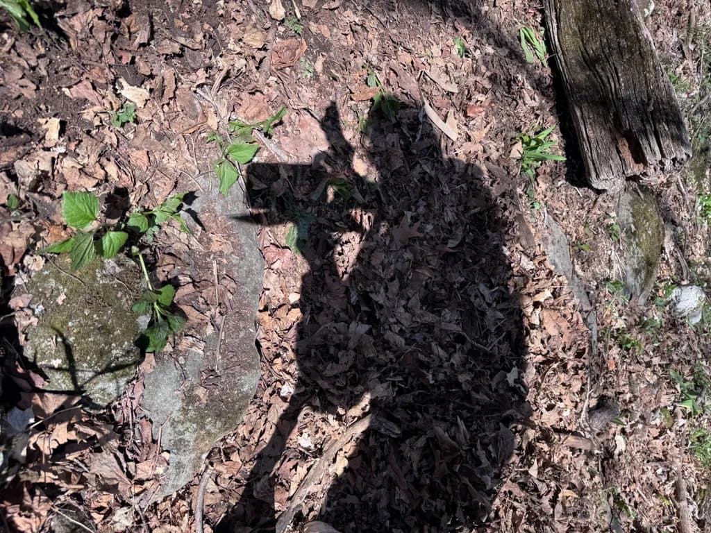 Forest Silhouette