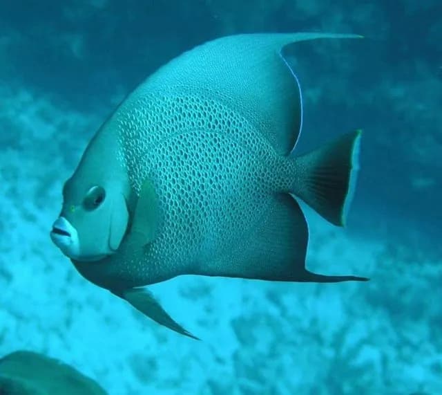 Beneath the Waves: A Playful Encounter with the Ocean's Gentle Giant