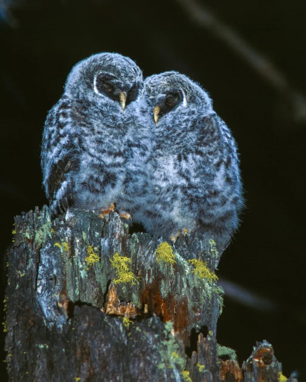 Owls on Stump