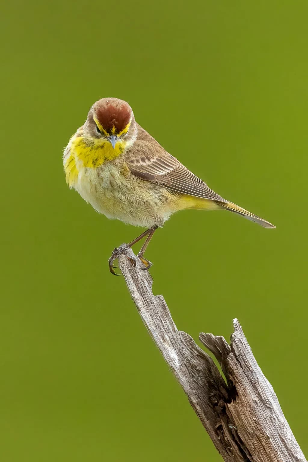 Palm Warbler on Branch