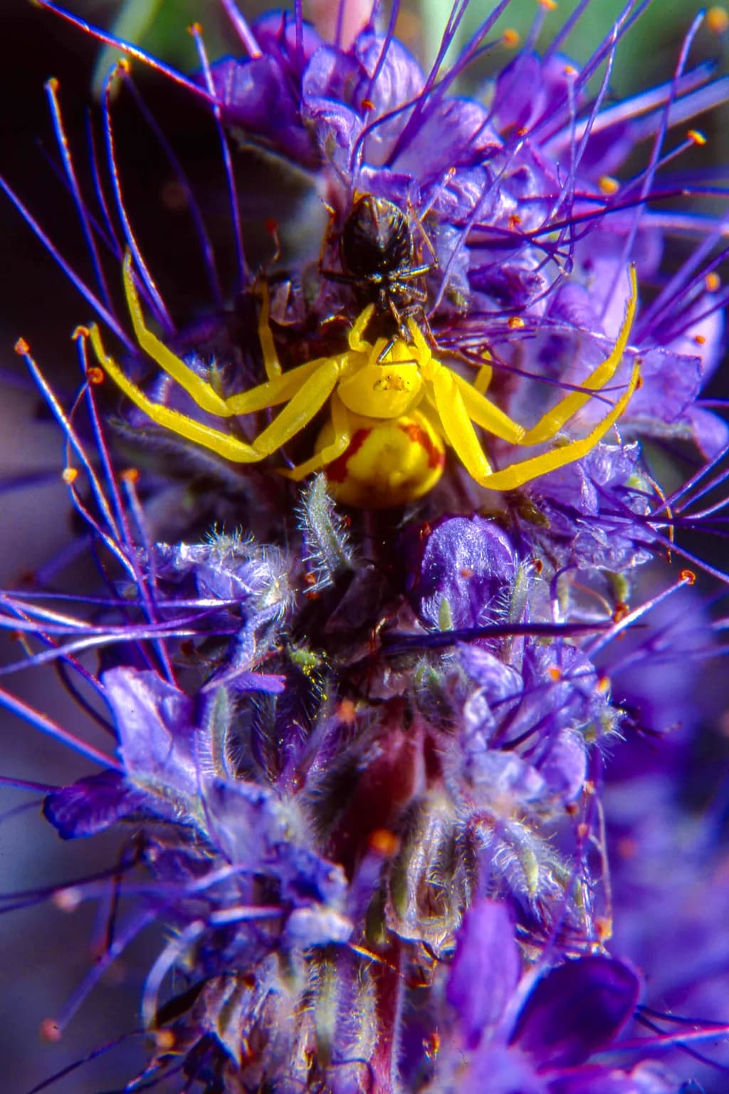 Yellow Spider on Purple Flower