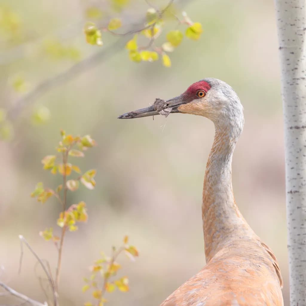 Sandhill Crane Portrait