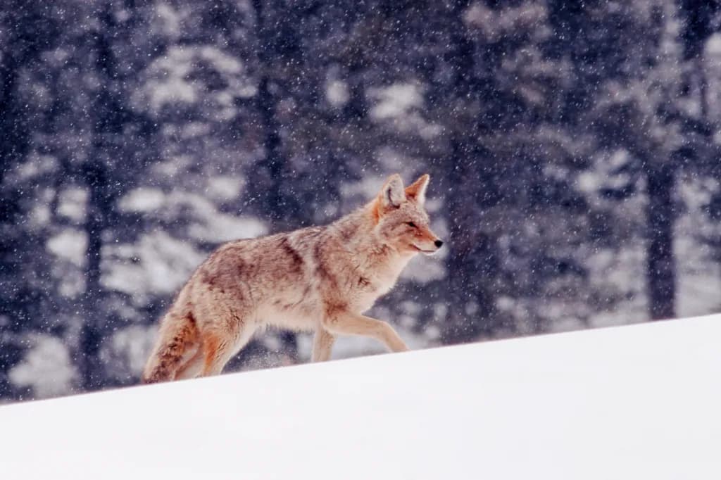 Coyote in Snow