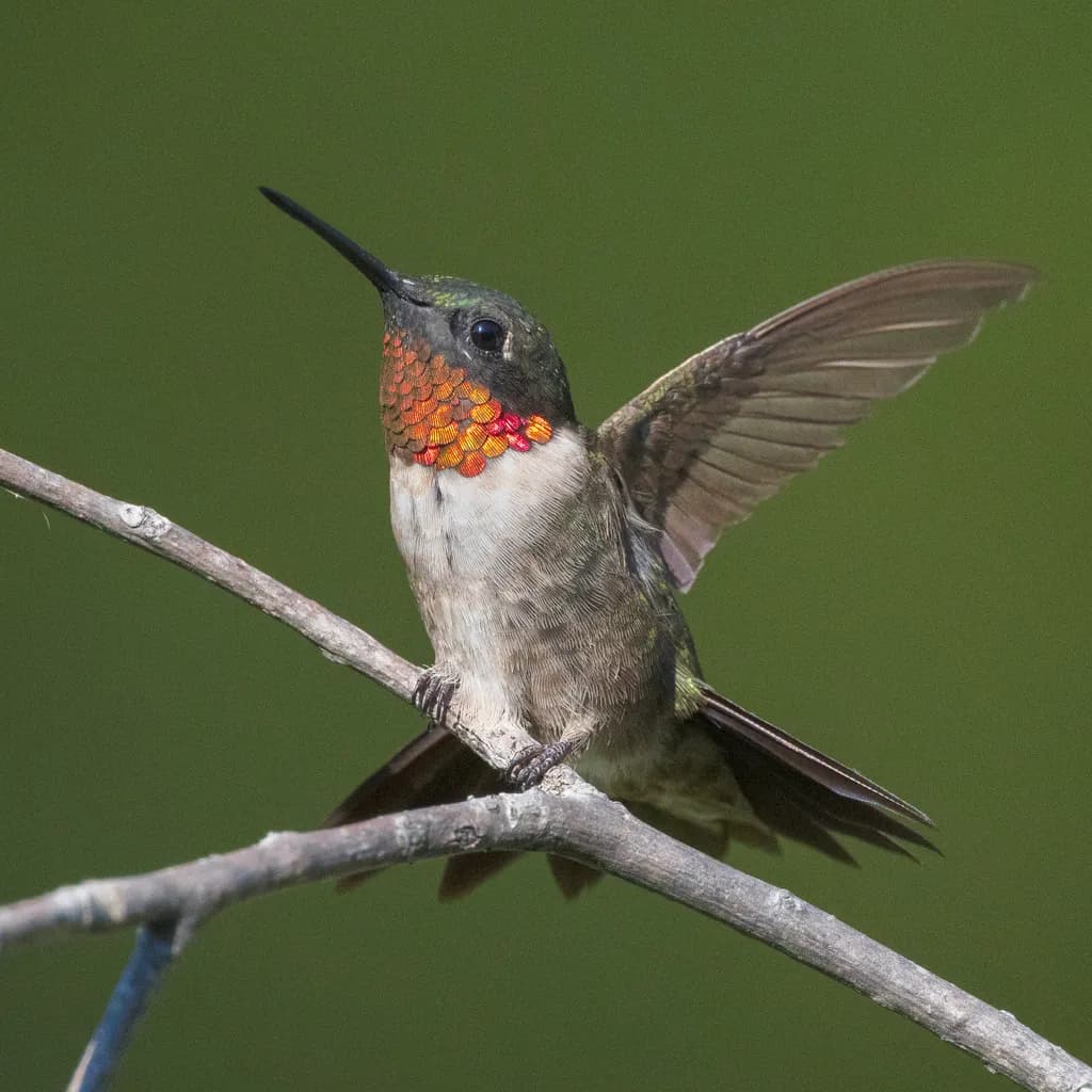 Ruby-throated Hummingbird
