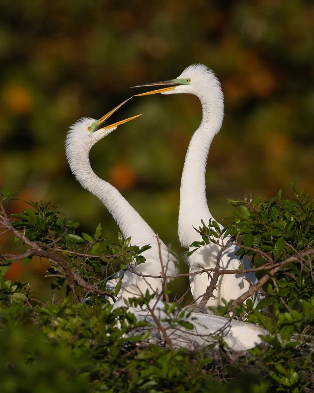 Great Egret Pair