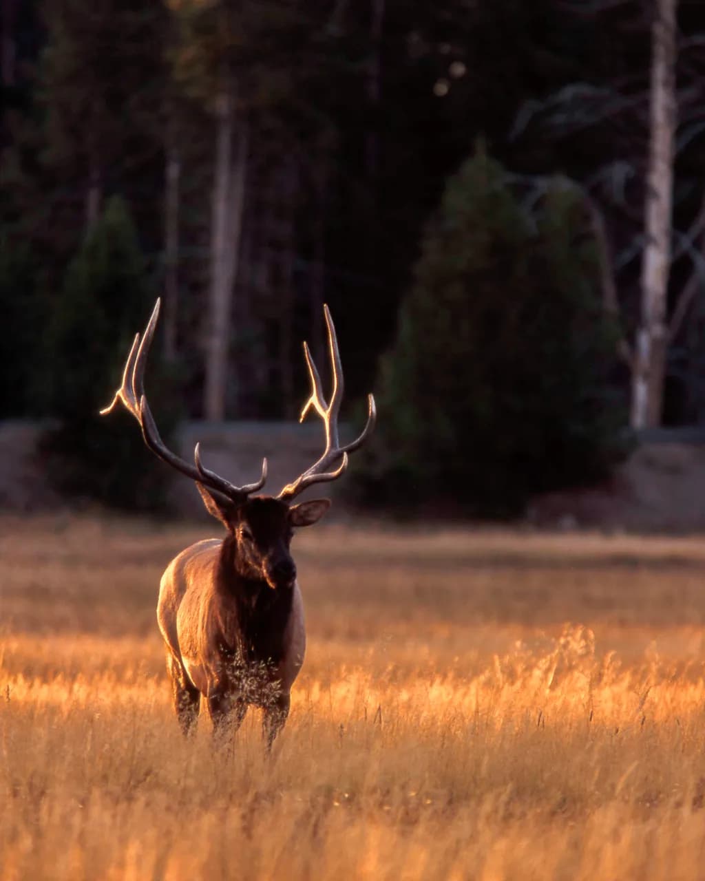 Elk in Golden Field