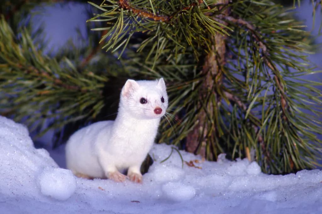 Winter Weasel in Snow