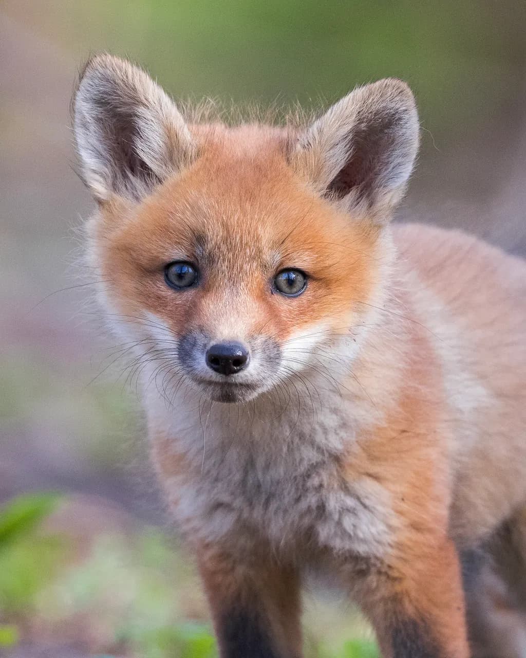 Red Fox Portrait