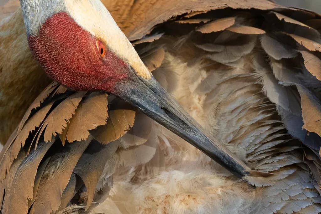 Sandhill Crane Close-Up