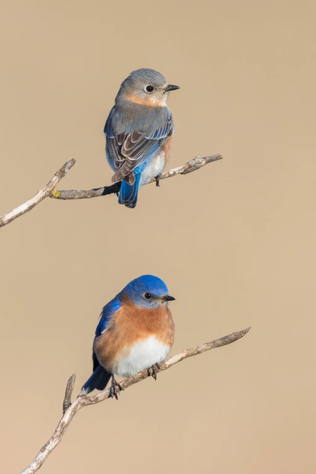 Eastern Bluebird Pair