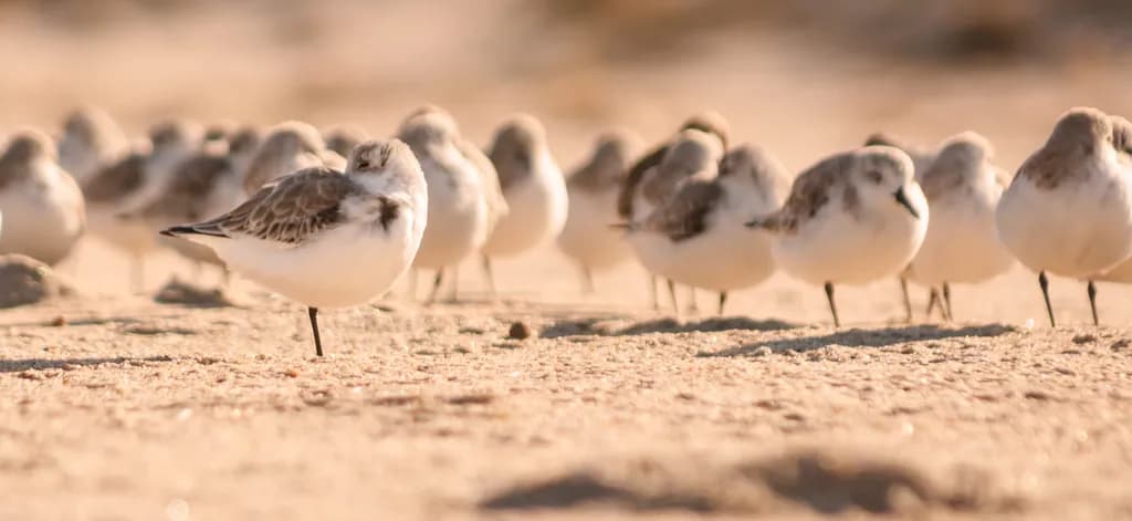 Sandpiper Slumber