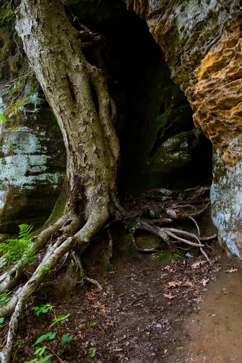 Rooted Passage