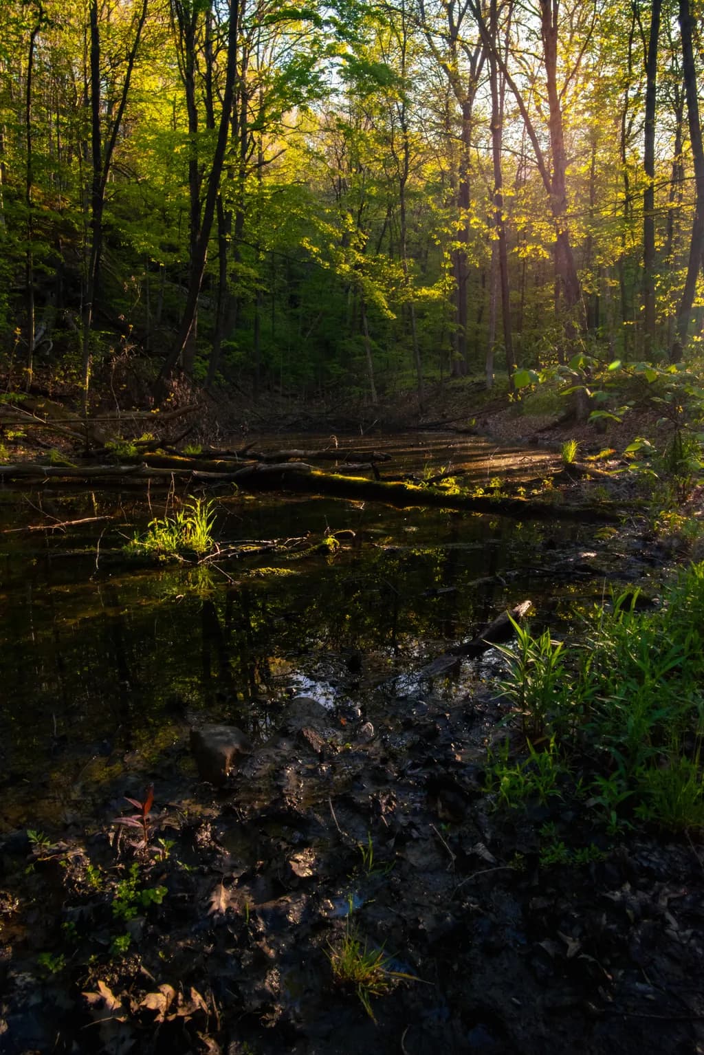 Twilight Marsh