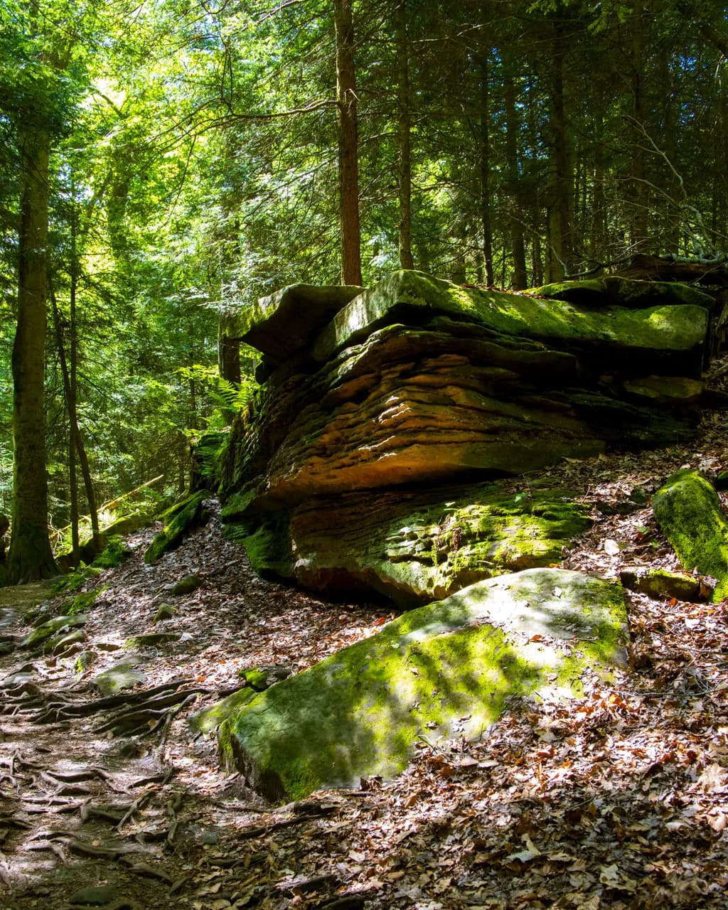 Mossbound Layers