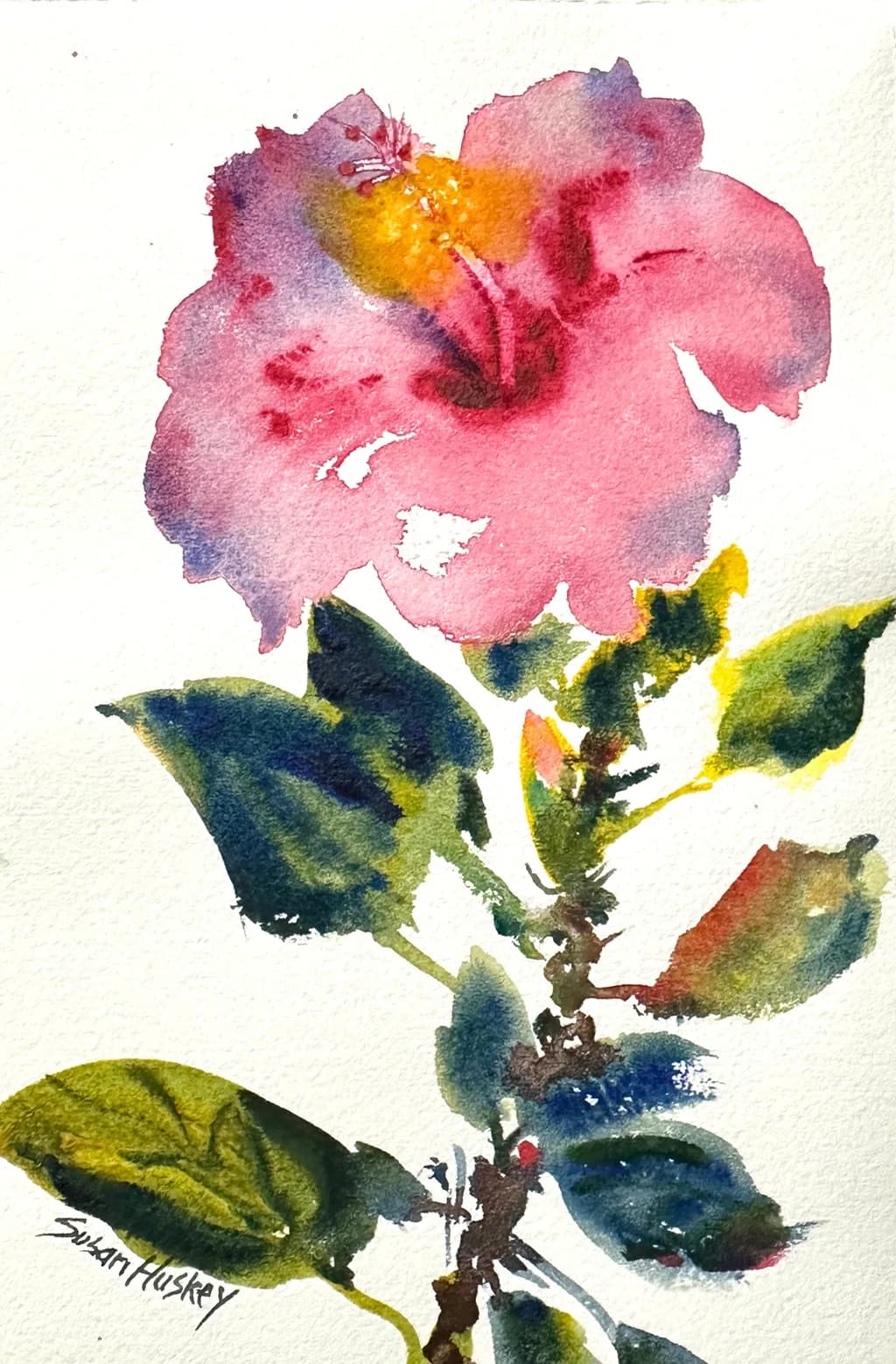Pink Hibiscus Study