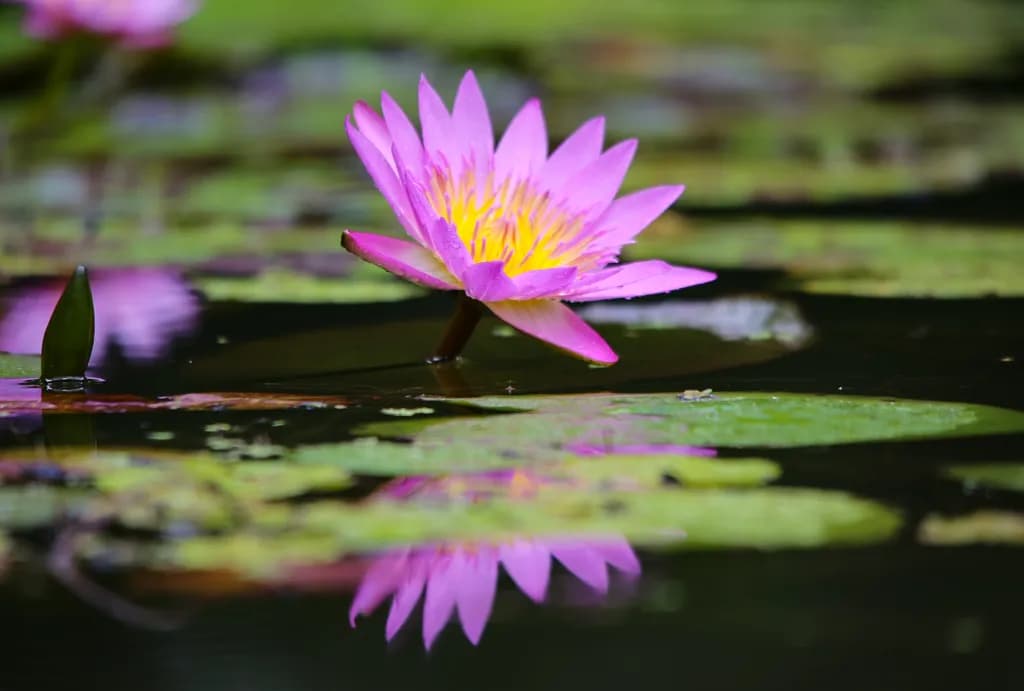 Pink Water Lily Reflection