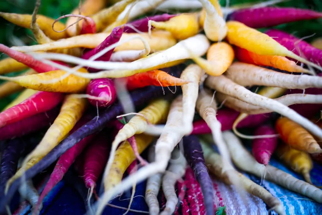 Colorful Harvest Radishes