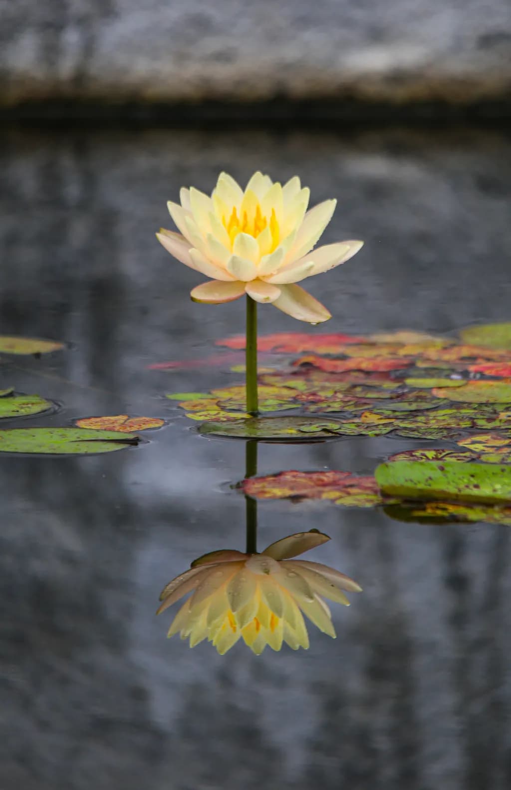 Water Lily Reflection