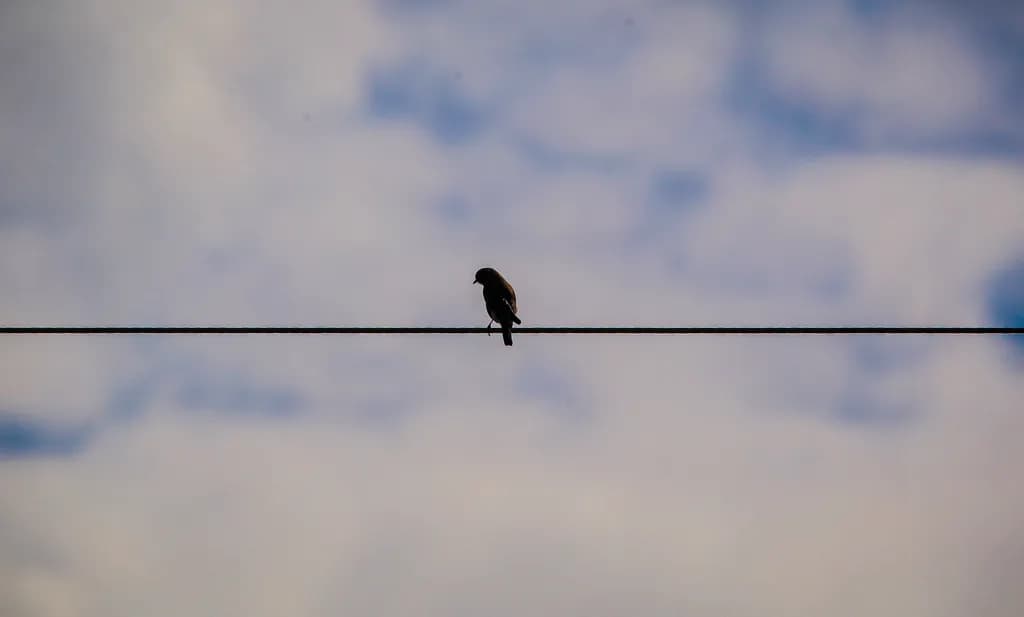 Silhouette Serenity