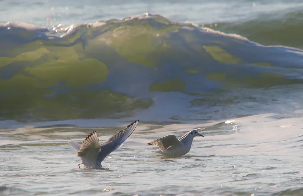 Coastal Dance