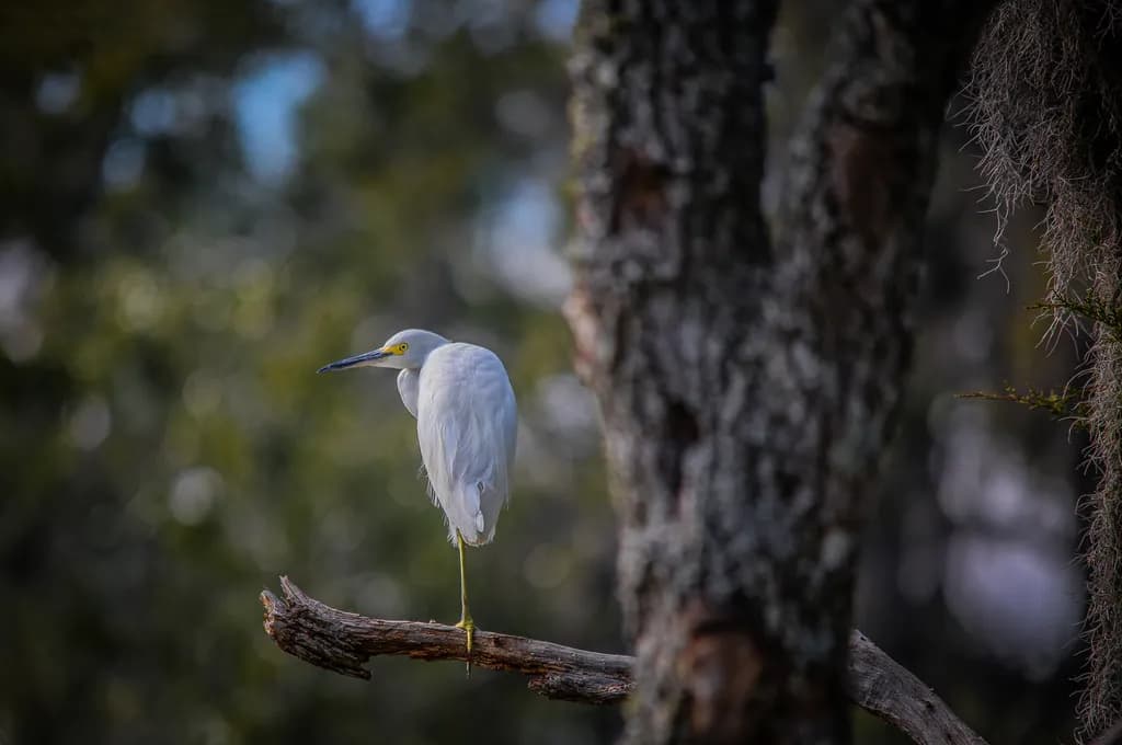 Elegant Perch
