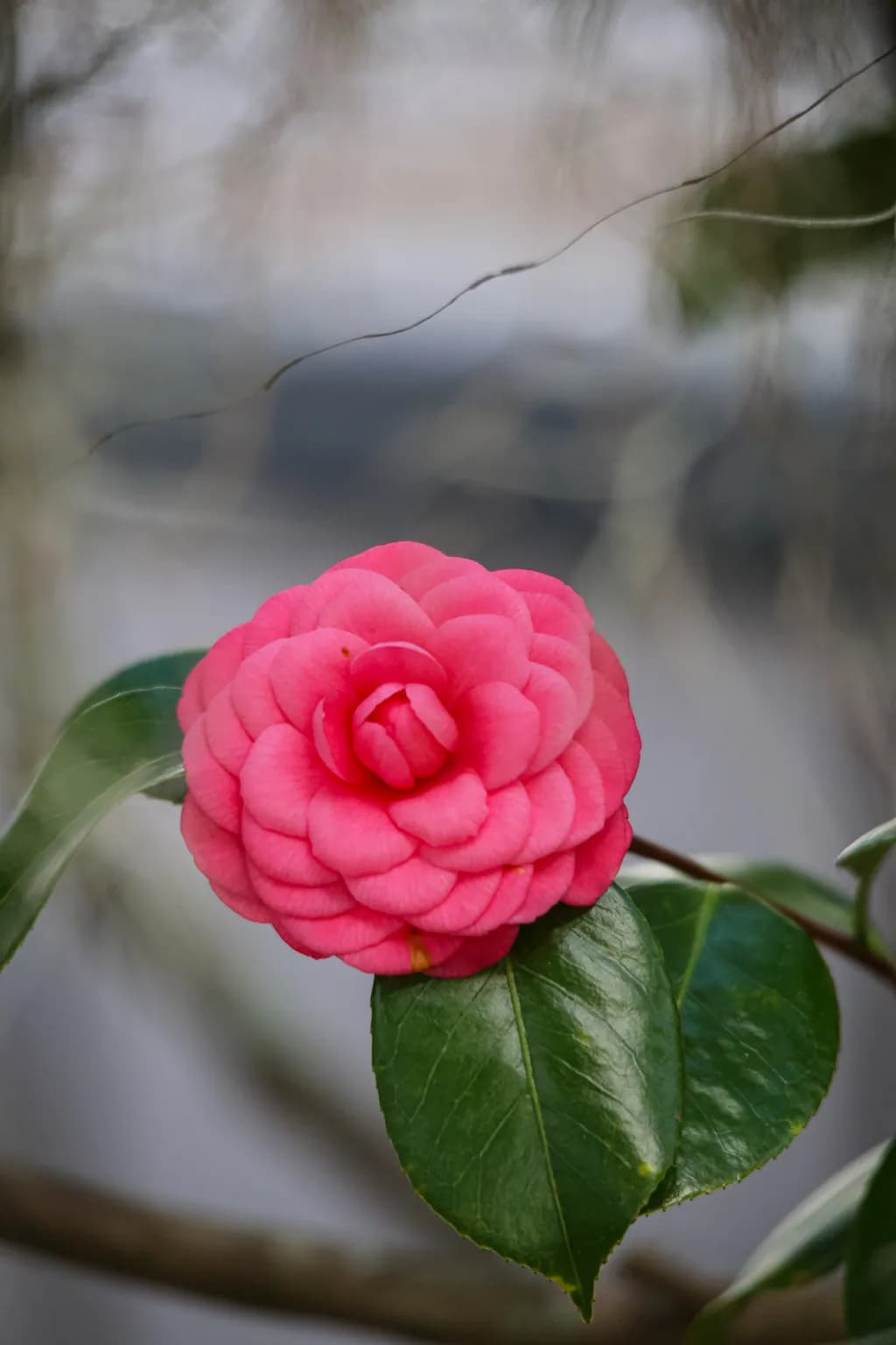 Pink Camellia Blossom