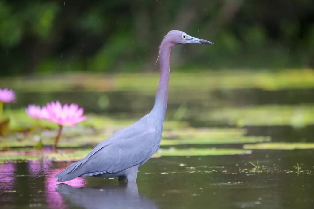 Heron in Bloom