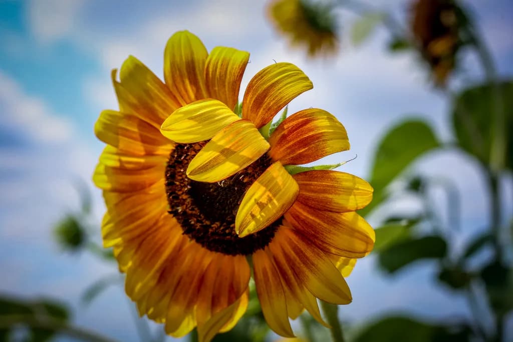 Sunflower Embrace