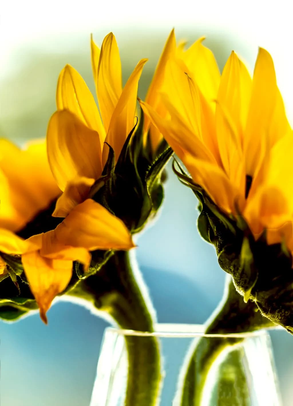 Golden Embrace: A Dance of Sunflowers in Light and Shadow
