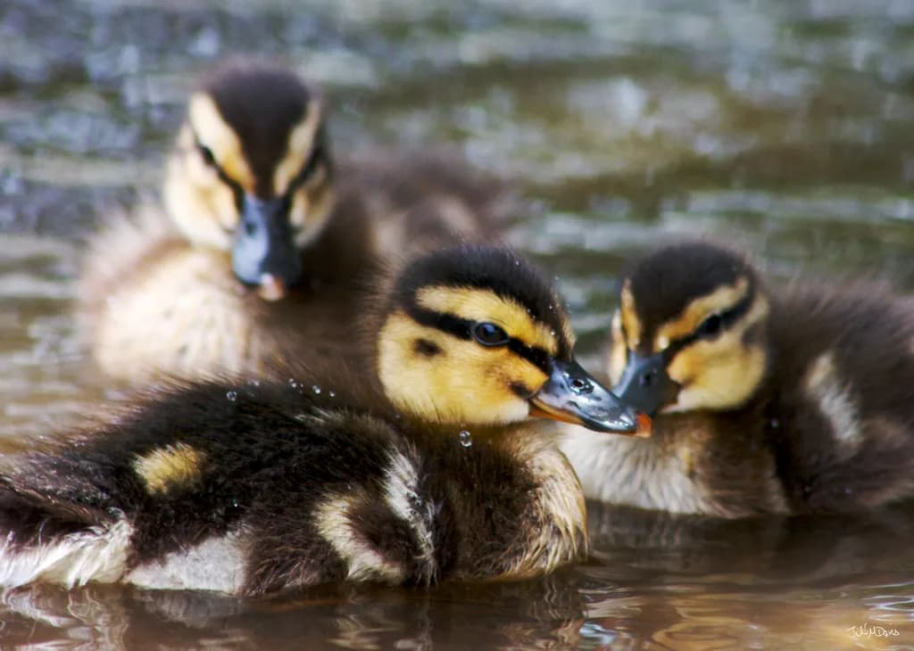 Whimsical Waterfowl: A Trio of Playful Ducklings in Their Element