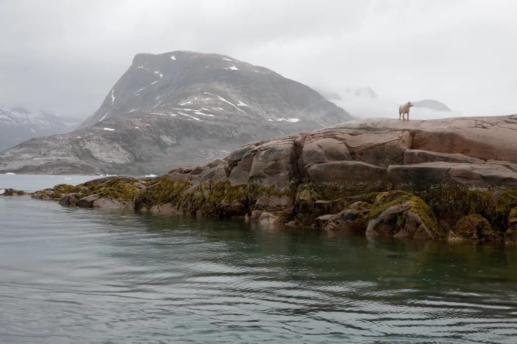 The Lone Pup