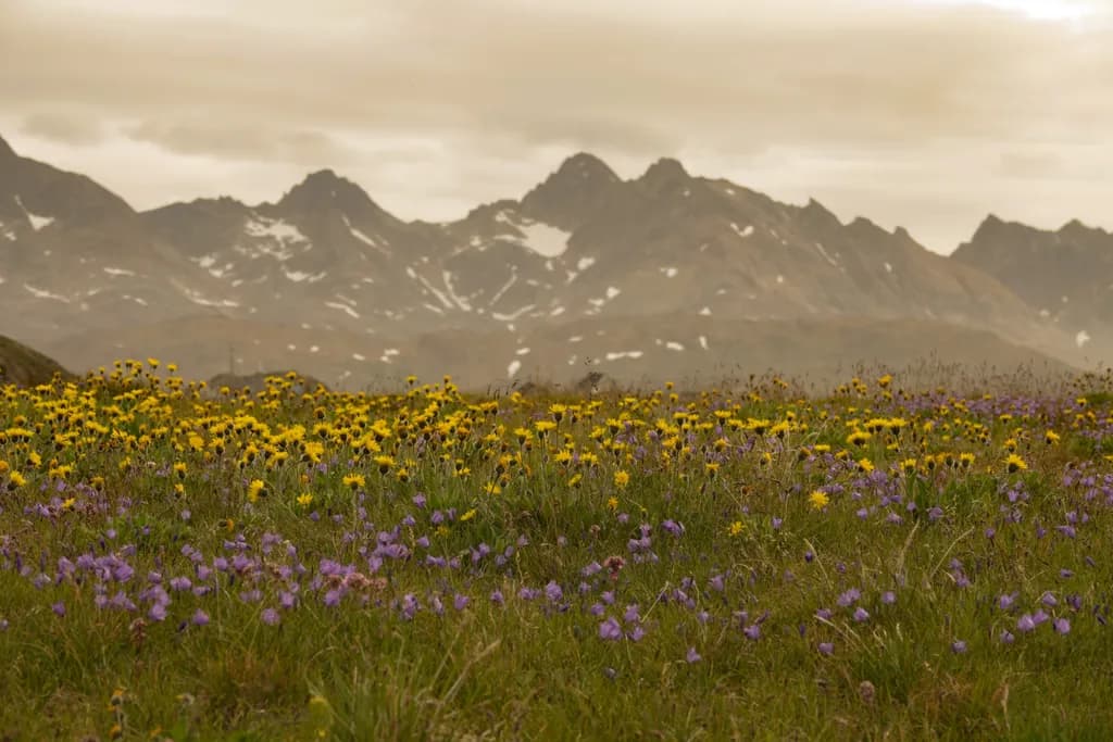 Valley of Flowers