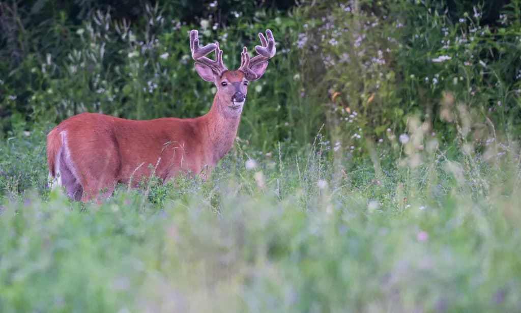 Deer in Meadow
