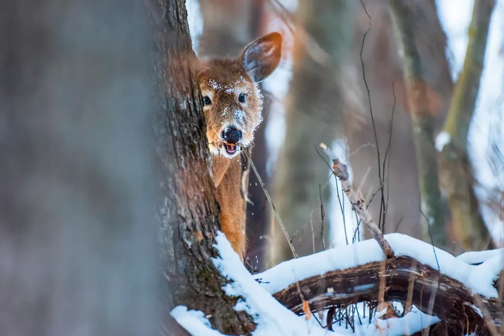 Winter Deer Peek