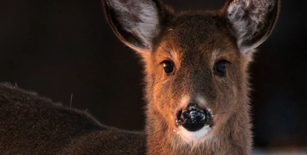Whispers of the Wild: A Close Encounter with Nature's Grace