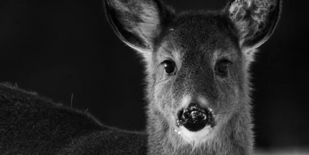 Whispers of the Wild: A Monochrome Portrait of a Young Deer