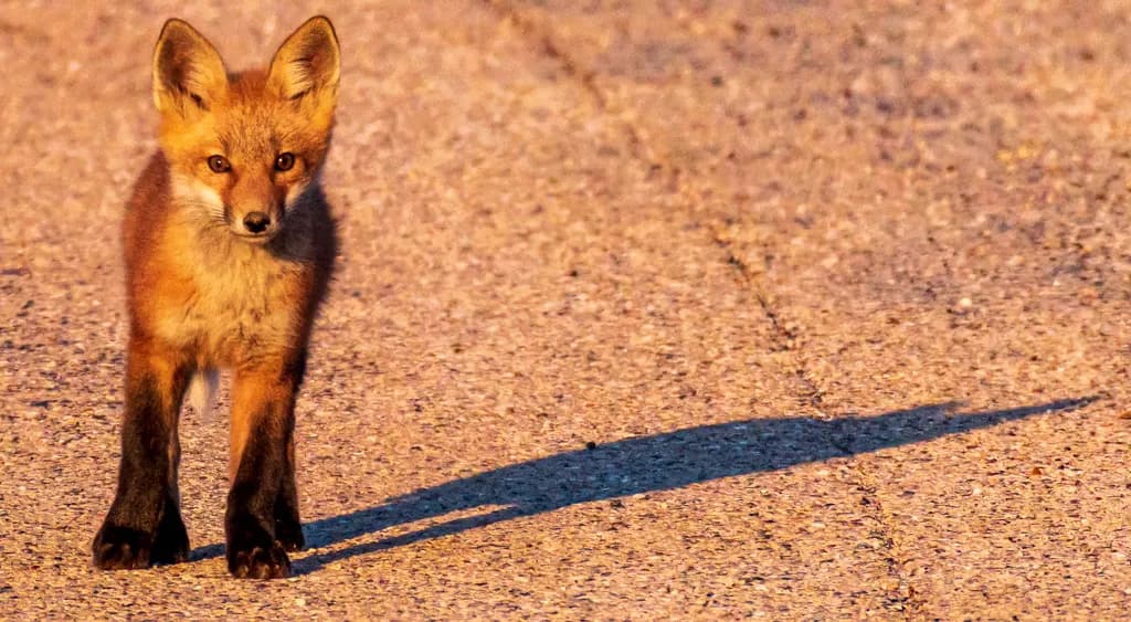 Whispers of the Wild: A Young Fox's Journey at Dusk
