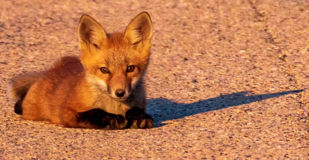 Whiskers of Dawn: A Playful Fox in the Morning Light