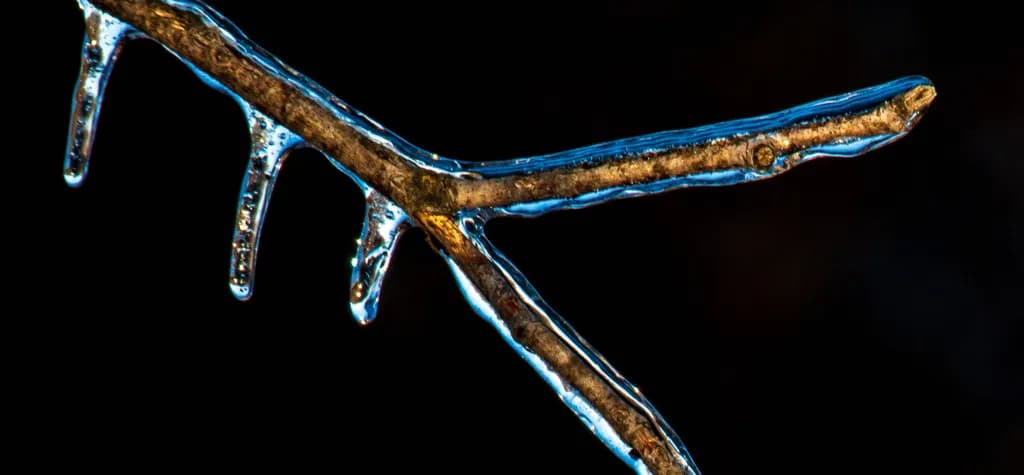 Frozen Elegance: Nature's Icy Embrace on a Branch